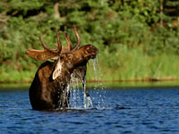 highlands-moose.jpg